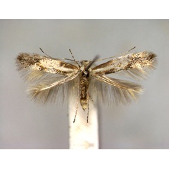 /filer/webapps/moths_gc/media/images/C/cytisella_Phyllonorycter_A_2_EIHU.jpg