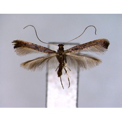 /filer/webapps/moths_gc/media/images/S/soyella_Caloptilia_A_EIHU.jpg