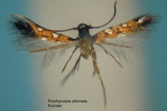 Porphyrosela alternata