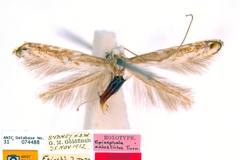 Epicephala zalosticha