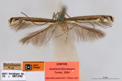 Acrocercops fluorescens