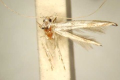 Cuphodes leucocera