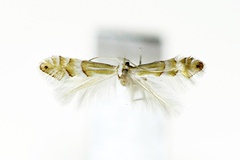 Phyllonorycter similis