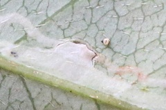 Liocrobyla indigofera