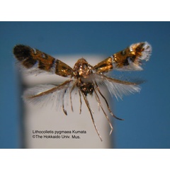 /filer/webapps/moths_gc/media/images/P/pygmaea_Phyllonorycter_HT_EIHU.jpg
