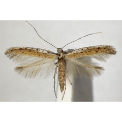 /filer/webapps/moths_gc/media/images/A/anagensis_Aspilapteryx_PT_ZSM_2.jpg