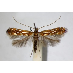 /filer/webapps/moths_gc/media/images/K/klimeschiella_Phyllonorycter_A_ZSM_2.jpg