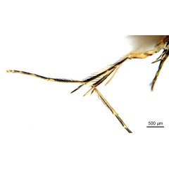 /filer/webapps/moths_gc/media/images/V/virosae_Diphtheroptila_PT15_leg_ANIC.jpg