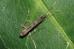 Semnocera procellaris