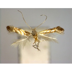 /filer/webapps/moths_gc/media/images/E/engelhardiae_Phyllonorycter_PT_EIHU.jpg