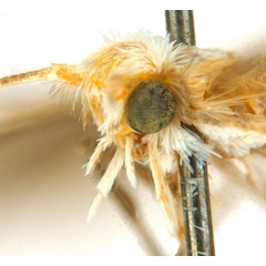 /filer/webapps/moths_gc/media/images/B/breyniphaga_Epicephala_HT_head2_ANIC.jpg