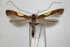 Caloptilia wakayamensis