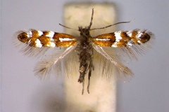 Phyllonorycter medicaginella