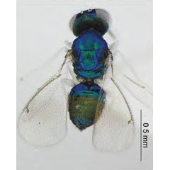 /filer/webapps/moths_gc/media/images/I/issikii_Phyllonorycter_Achrysocharoides_cilla_Kosheleva_et_al._2022_14.jpg