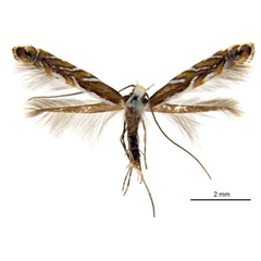/filer/webapps/moths_gc/media/images/M/melanoxyla_Parectopa_HT_ANIC.jpg