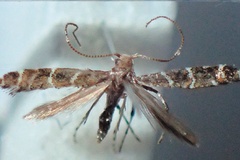 Aspilapteryx pentaplaca
