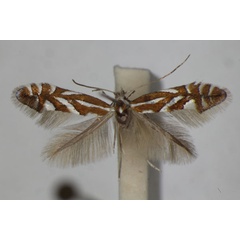 /filer/webapps/moths_gc/media/images/P/pyrifoliella_Phyllonorycter_A_ZSM.jpg