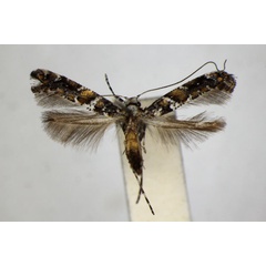 /filer/webapps/moths_gc/media/images/U/ussuriella_Gracillaria_A_ZSM_2.jpg