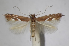 Phyllonorycter endryella
