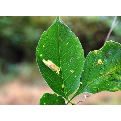 /filer/webapps/moths_gc/media/images/S/stigmatella_Caloptilia_mine1_Lopez-Muraira-etal_2024.jpg