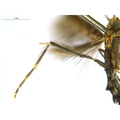 /filer/webapps/moths_gc/media/images/O/oxyloga_Diphtheroptila_AM_leg_NULT025053.jpg