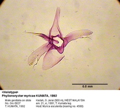 /filer/webapps/moths_gc/media/images/M/myricae_Phyllonorycter_GM_HT_5827_EIHU.jpg