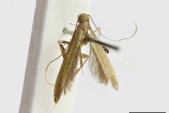 Caloptilia aeolastis