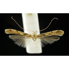 /filer/webapps/moths_gc/media/images/H/honoratella_Caloptilia_A_Prick-et-al_2017_245.jpg