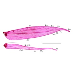 /filer/webapps/moths_gc/media/images/P/podocarpa_Phyllocnistis_wing-venation_Liu-et-al_2018b_561_SDNU.jpg