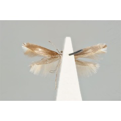 /filer/webapps/moths_gc/media/images/M/machaerophora_Aristaea_HT_ANIC31-036703_ventral.jpg