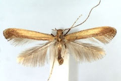 Caloptilia flava