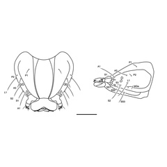 /filer/webapps/moths_gc/media/images/A/ambrosiavora_Atacamaptilia_head2_Espinoza-Donoso-etal_2022_407.jpg