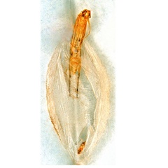 /filer/webapps/moths_gc/media/images/C/cornuta_Diphtheroptilia_PT5_pupa_ANIC.jpg