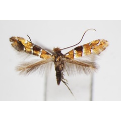 /filer/webapps/moths_gc/media/images/P/pulchra_Phyllonorycter_A_ZSM.jpg