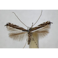 /filer/webapps/moths_gc/media/images/K/kollariella_Micrurapteryx_A_ZSM.jpg