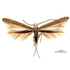 /filer/webapps/moths_gc/media/images/H/heteropsis_Pogonocephala_AM_NULT023091_ANIC.jpg