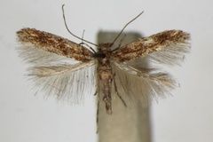 Phyllonorycter acaciella