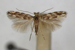 Phyllonorycter comparella
