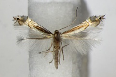 Phyllocnistis saligna
