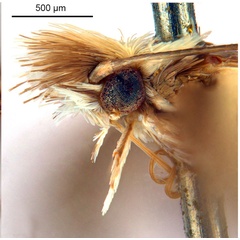 /filer/webapps/moths_gc/media/images/A/australis_Ornica_A48F_head2_ANIC.jpg