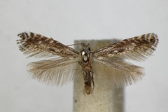 Parornix betulae