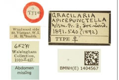 /filer/webapps/moths_gc/media/images/A/apicepunctella_Acrocercops_HT_1404567_BMNH_Labels.jpg