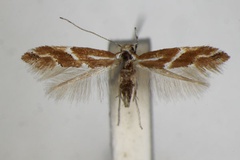 Phyllonorycter millierella