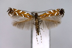 Aristaea issikii