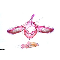 /filer/webapps/moths_gc/media/images/B/breynella_Diphtheroptila_HT_GM_ANIC.jpg