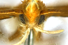 Neurostrota gunniella