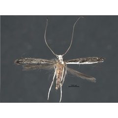 /filer/webapps/moths_gc/media/images/S/spermotrophus_Cuphodes_PT_A1_Triberti-etal_2026_127.jpg