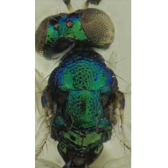/filer/webapps/moths_gc/media/images/I/issikii_Phyllonorycter_Achrysocharoides_carinatus4_Kosheleva_et_al._2022_17.jpg