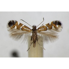 /filer/webapps/moths_gc/media/images/N/nigrescentella_Phyllonorycter_A_ZSM_2.jpg