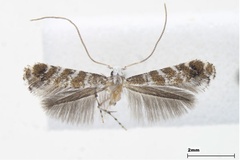 Eumetriochroa hederae